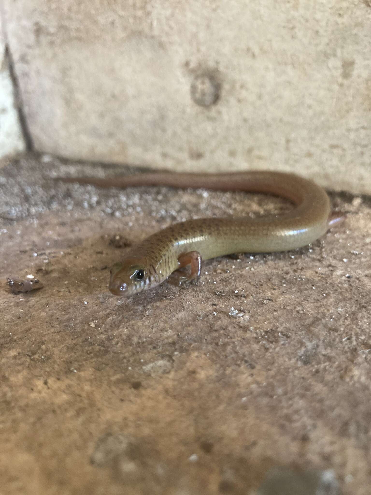 Image of Black-tailed Bar-lipped Skink