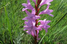 Imagem de Watsonia pulchra N. E. Br. ex Goldblatt