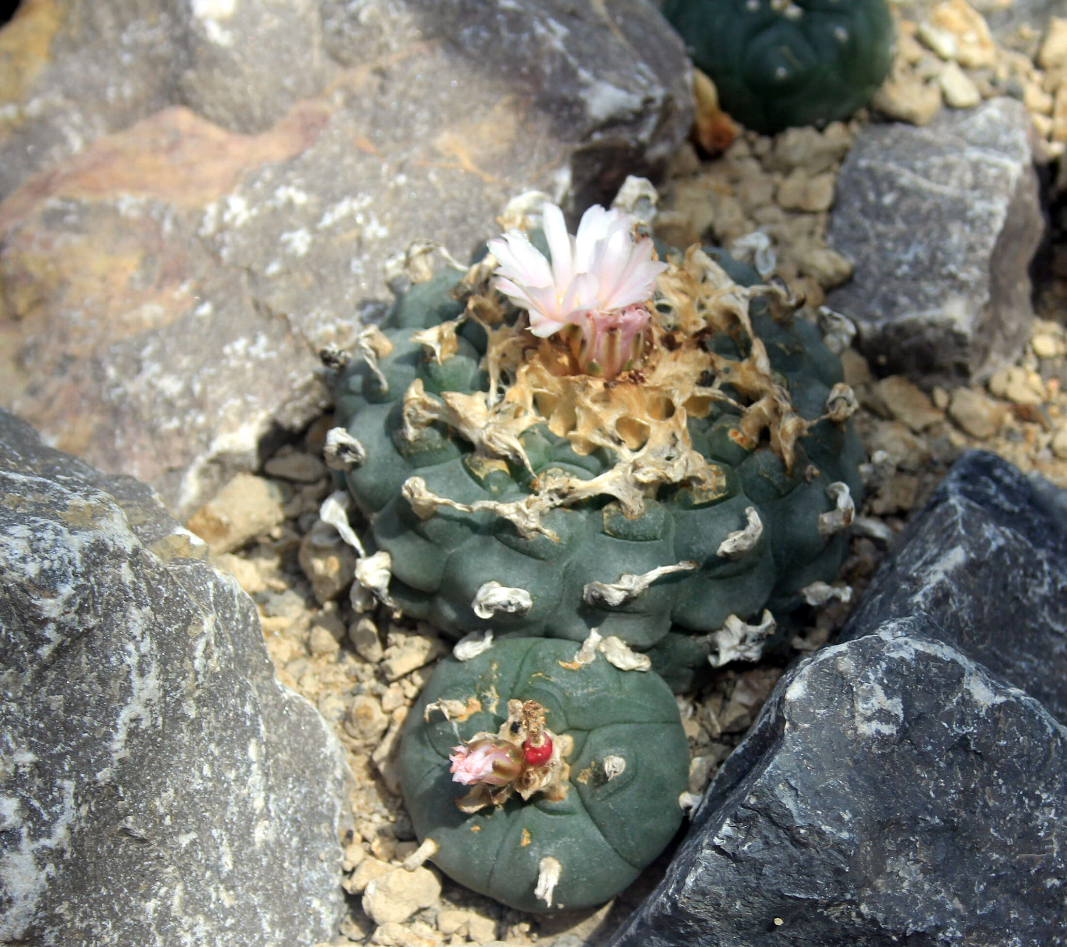 Image of peyote