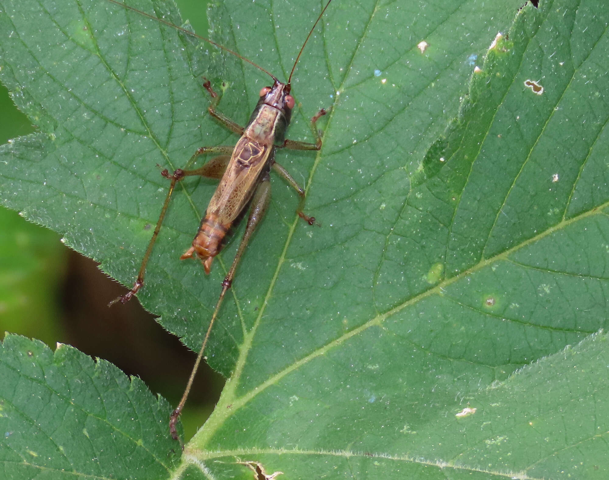 Слика од Conocephalus (Conocephalus) nemoralis (Scudder & S. H. 1875)