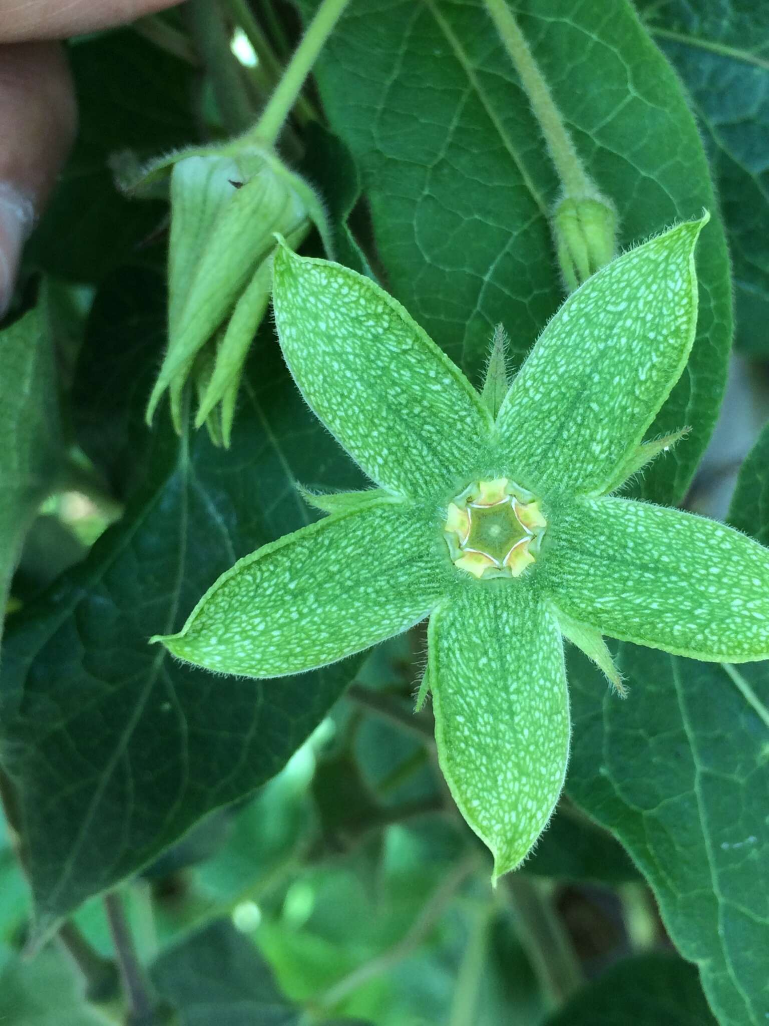 Image of Gonolobus grandiflorus (Cav.) Schult.