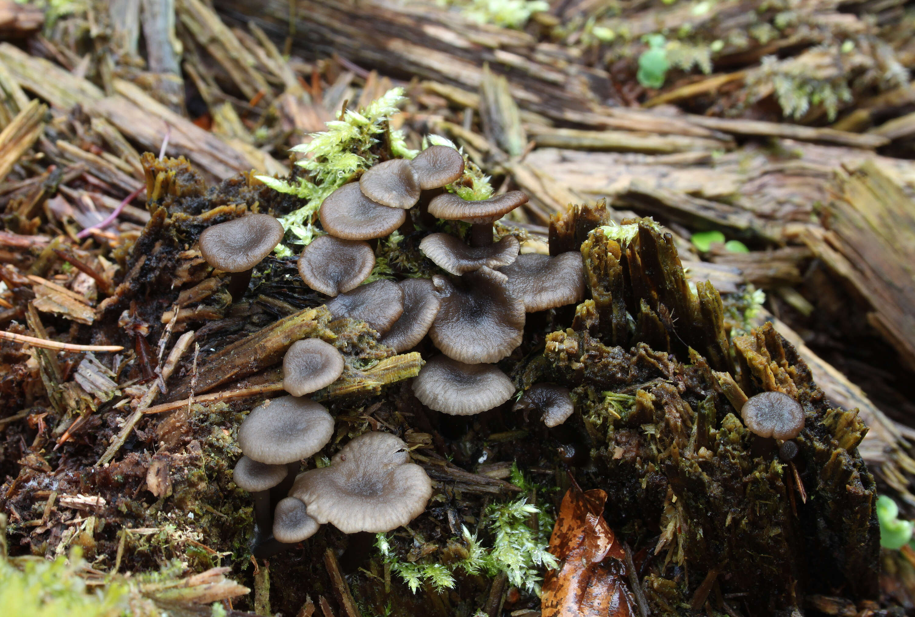 Image de Arrhenia epichysium (Pers.) Redhead, Lutzoni, Moncalvo & Vilgalys 2002