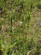 Image of foxtail clubmoss