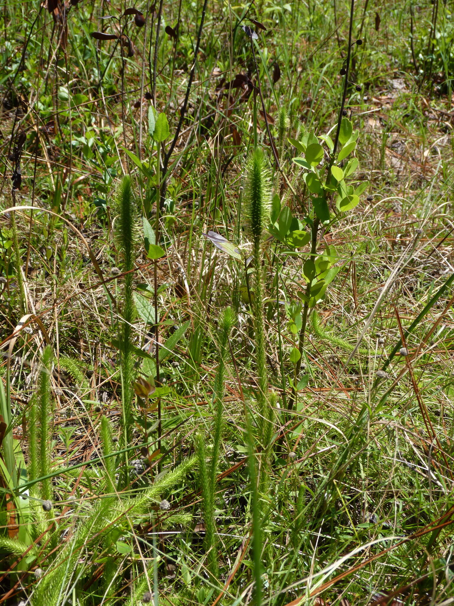 Image of foxtail clubmoss