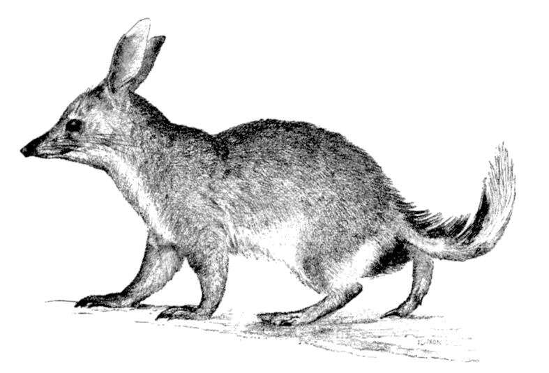 Image of rabbit-bandicoots