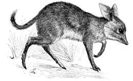 Image of pig-footed bandicoot