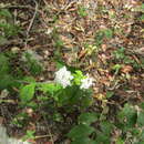 Image of Lantana radula Sw.