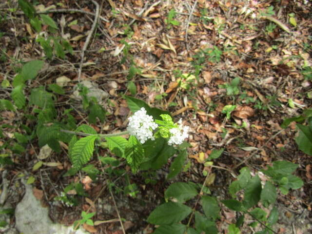 Image of Lantana radula Sw.