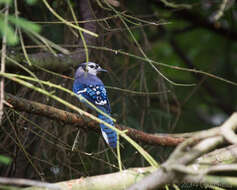 Image of Blue Jay