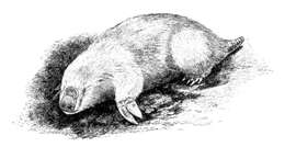 Image of marsupial moles