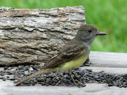 Image of Great Crested Flycatcher