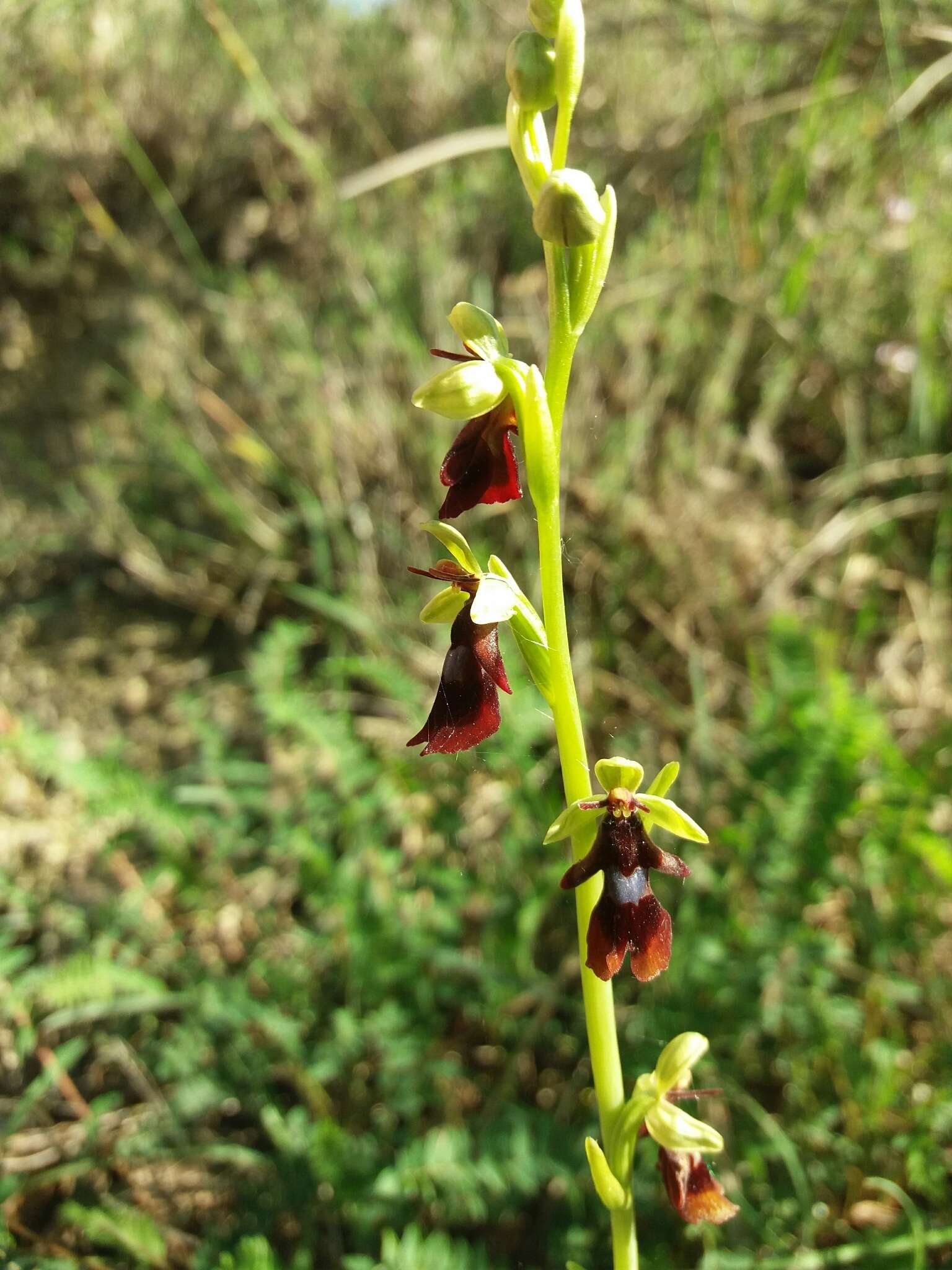 Image of Fly orchid