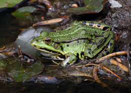 صورة Pelophylax esculentus