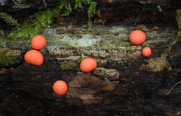 Image of Lycogala epidendrum