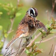 Image of Meadow Bunting