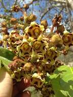 Слика од Sterculia apetala (Jacq.) Karst.