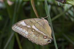 Image of Stichophthalma louisa Wood-Mason 1877