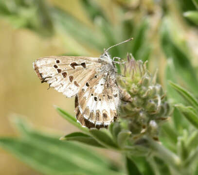 Image of Arrowhead Blue