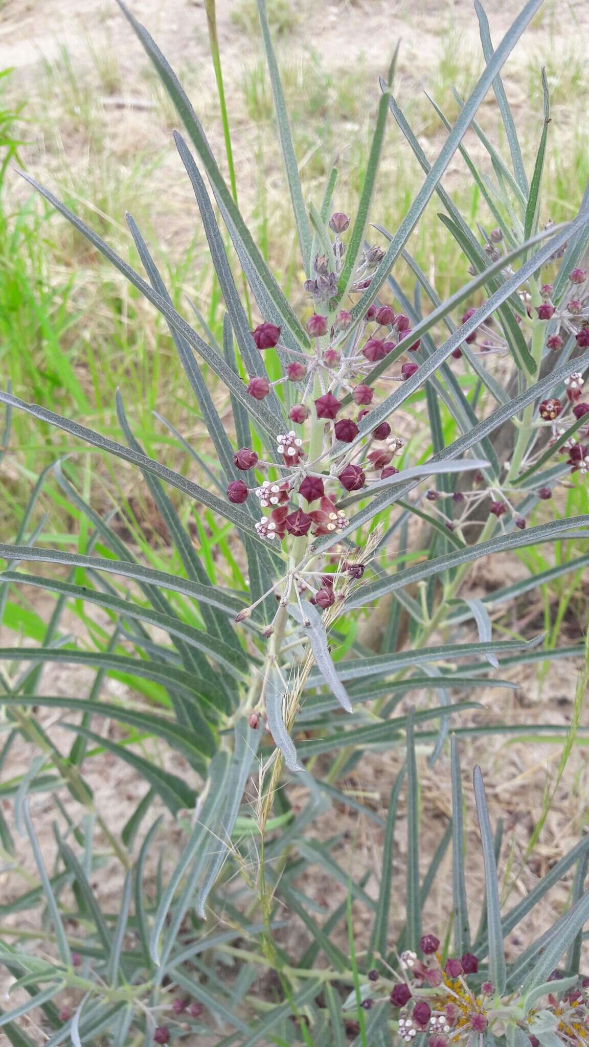 Image of bract milkweed