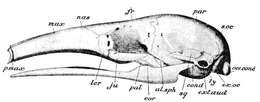 Image of anteater