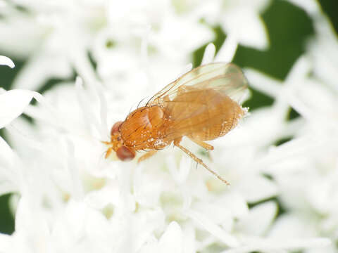 Image of Beach fly