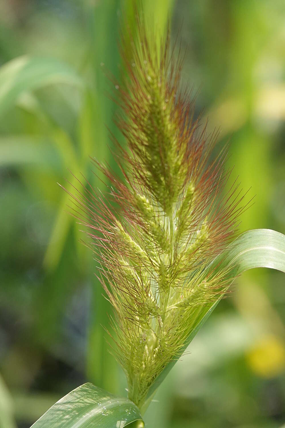 Image of Echinochloa telmatophila Michael & Vickery