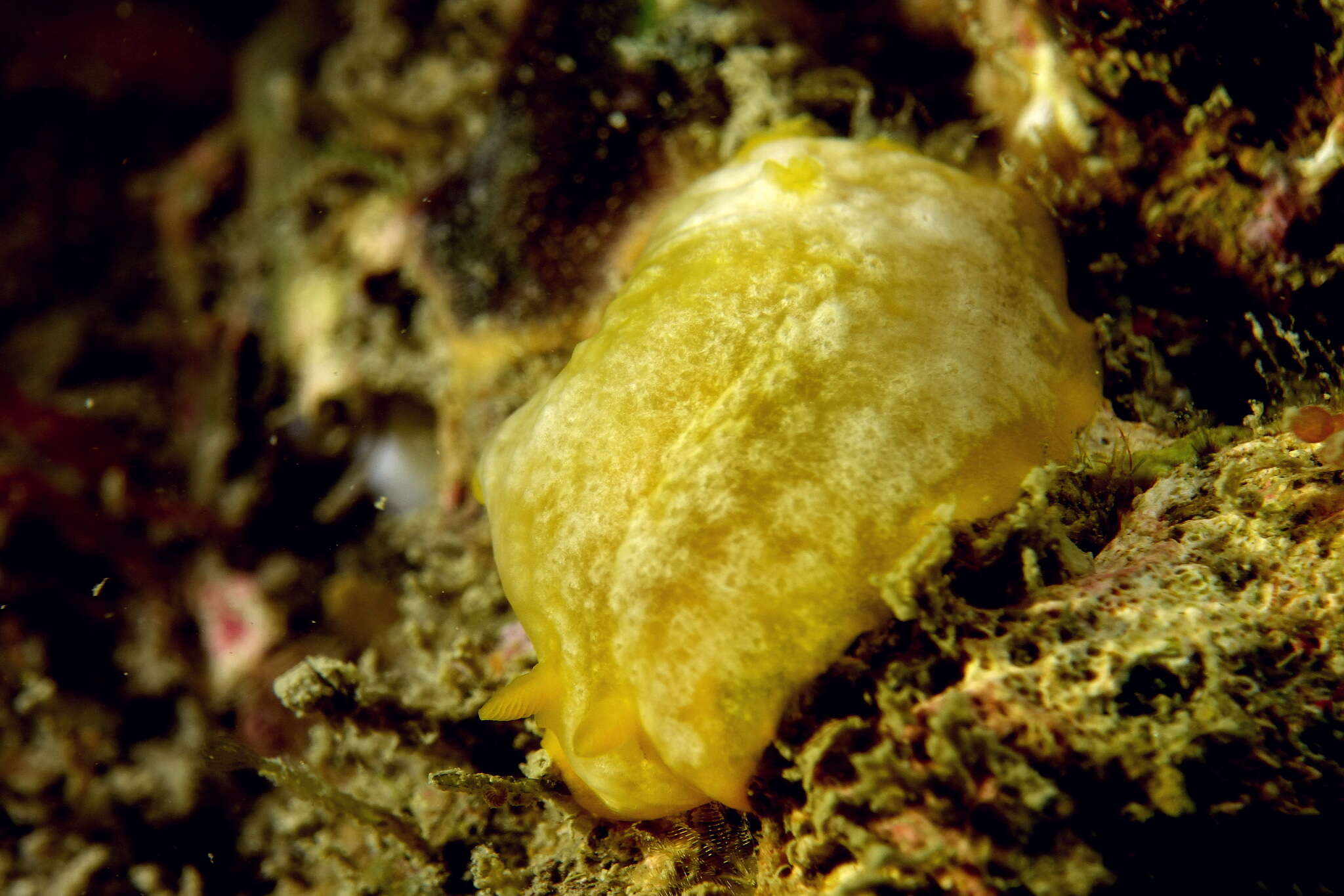 Image of Doriopsilla areolata Bergh 1880