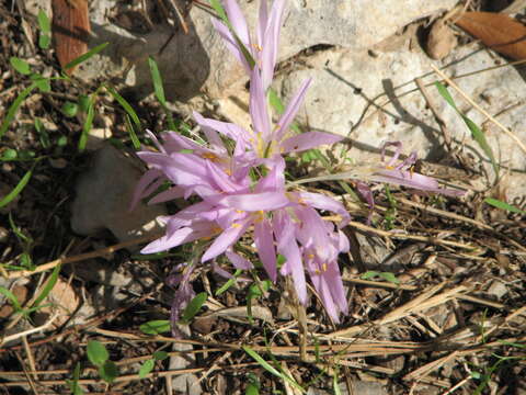 Image of Colchicum stevenii Kunth