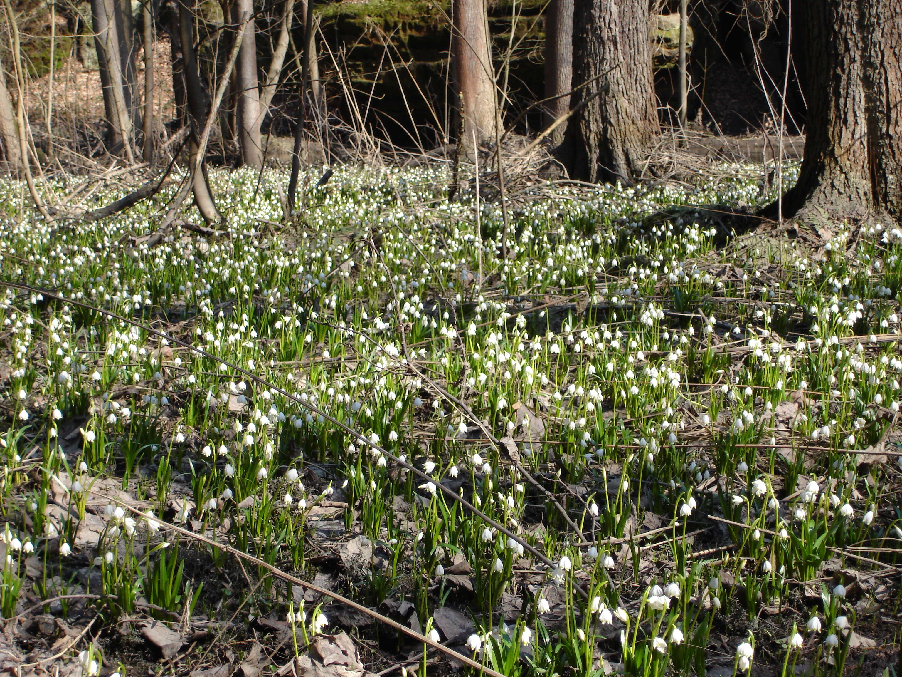 Image of Spring Snowflake