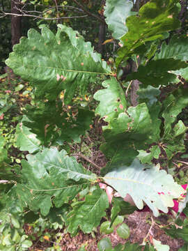 Image of Basket Oak