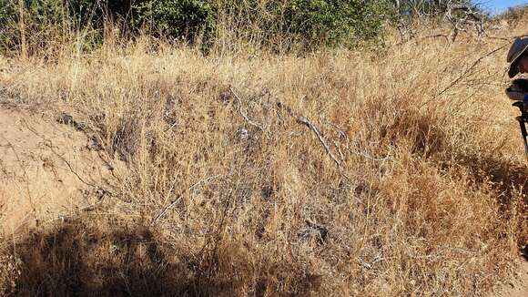 صورة Stephanomeria virgata subsp. pleurocarpa (Greene) Gottlieb