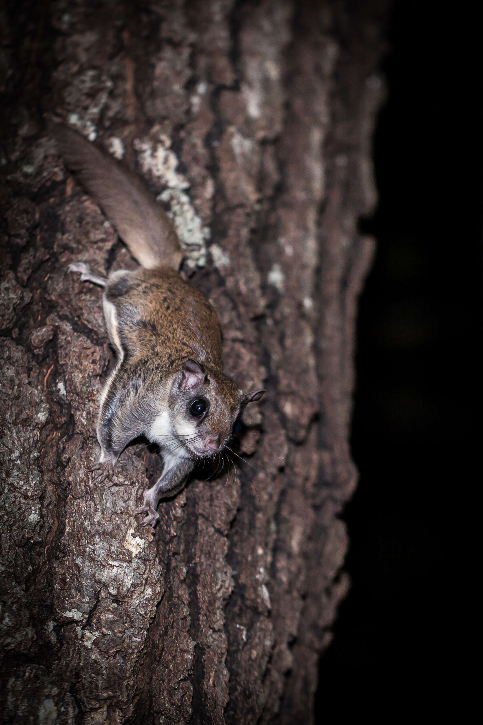 Image of Mexican Flying Squirrel