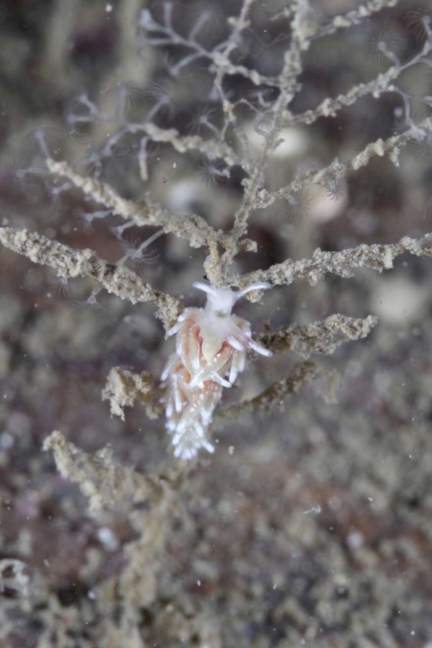 Image of Rubramoena rubescens (Picton & G. H. Brown 1978)