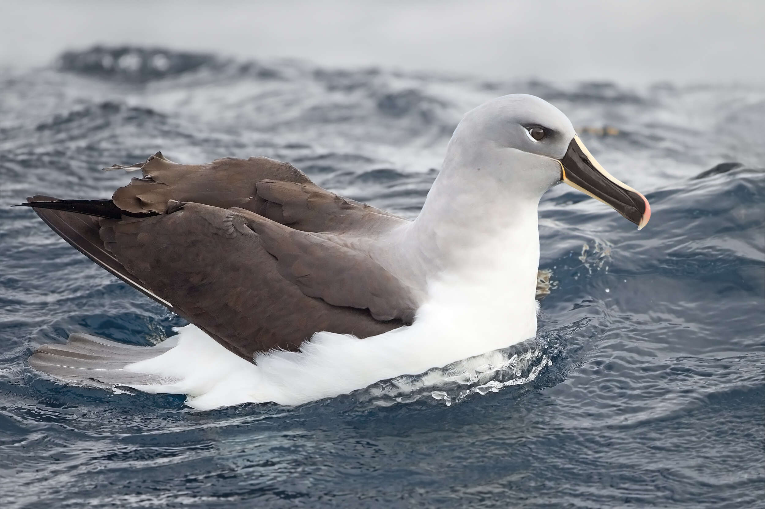 Image of Grey-headed Albatross