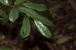 Image of Beilschmiedia elliptica C. T. White