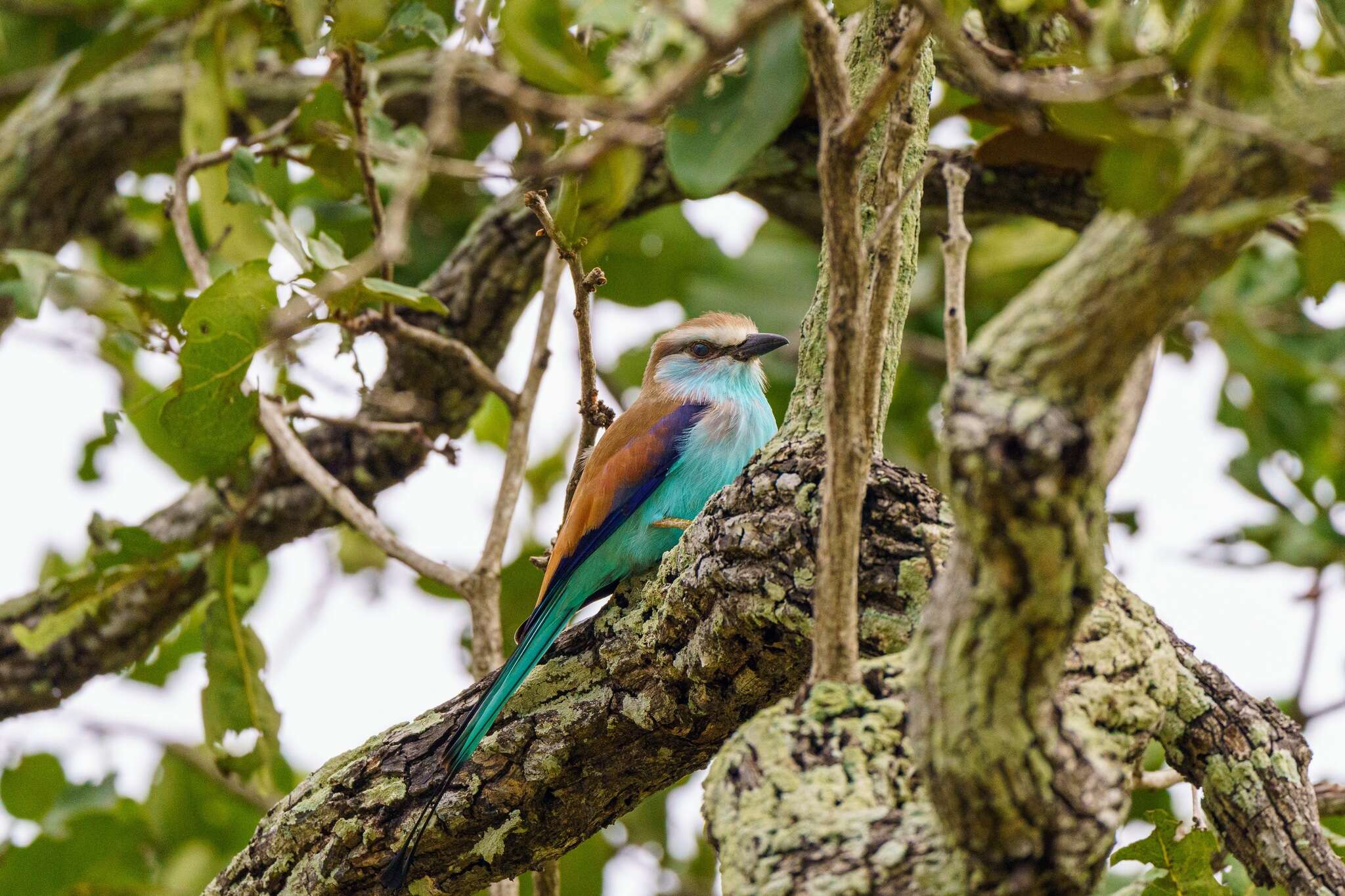 Image of Racket-tailed Roller