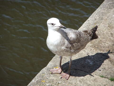 Image of European Herring Gull