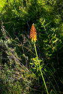 Слика од Kniphofia laxiflora Kunth