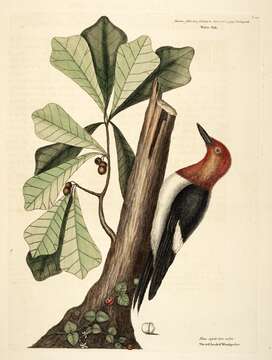 Image de Melanerpes Swainson 1832