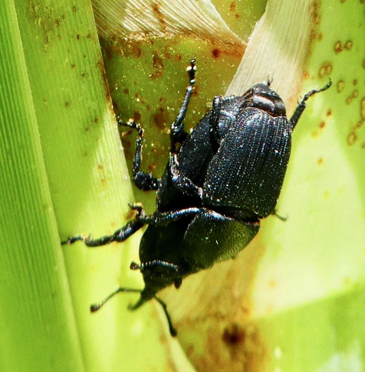 Image of Scyphophorus yuccae Horn & G. H. 1873