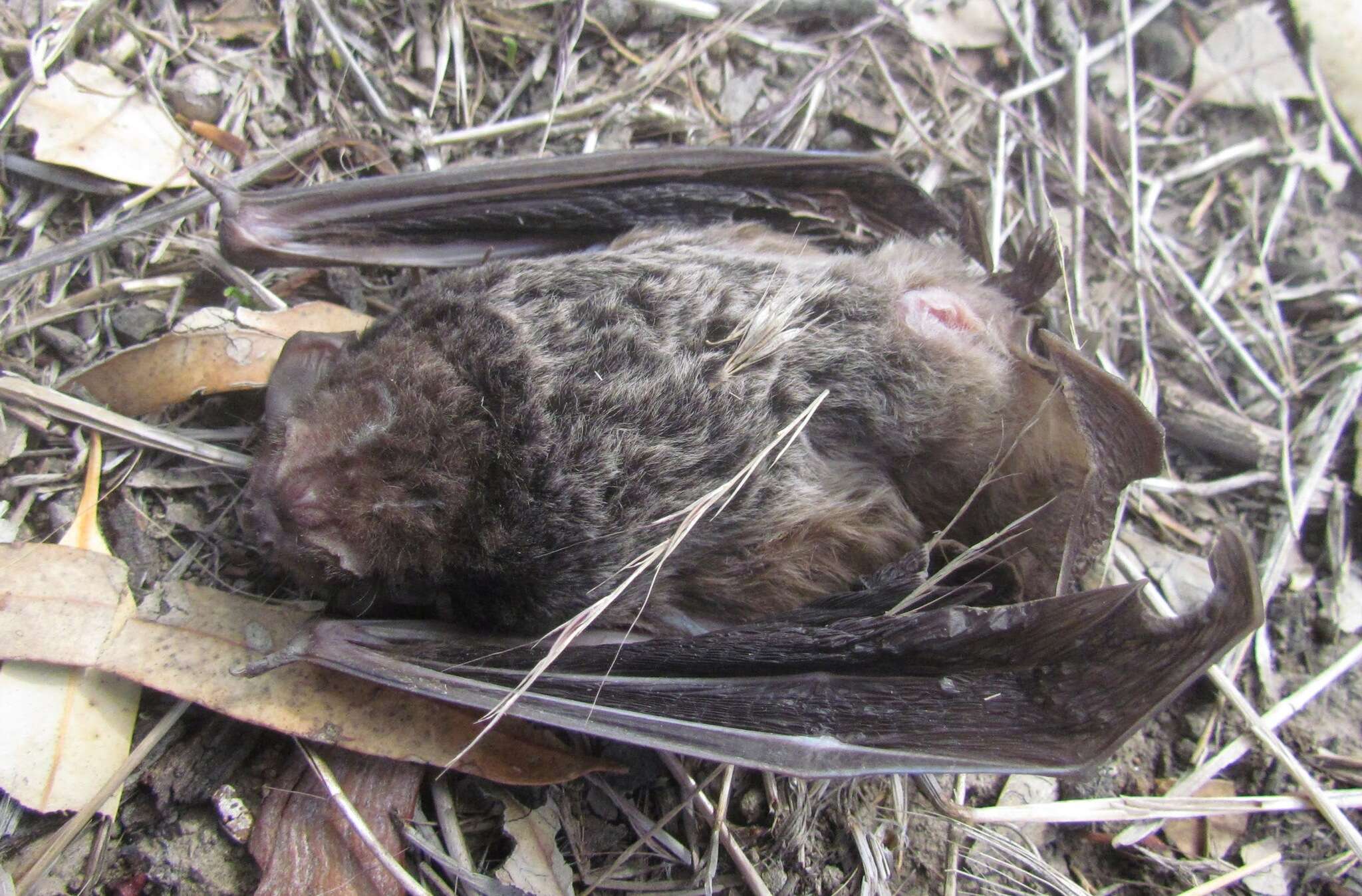 Image of Gould's Wattled Bat