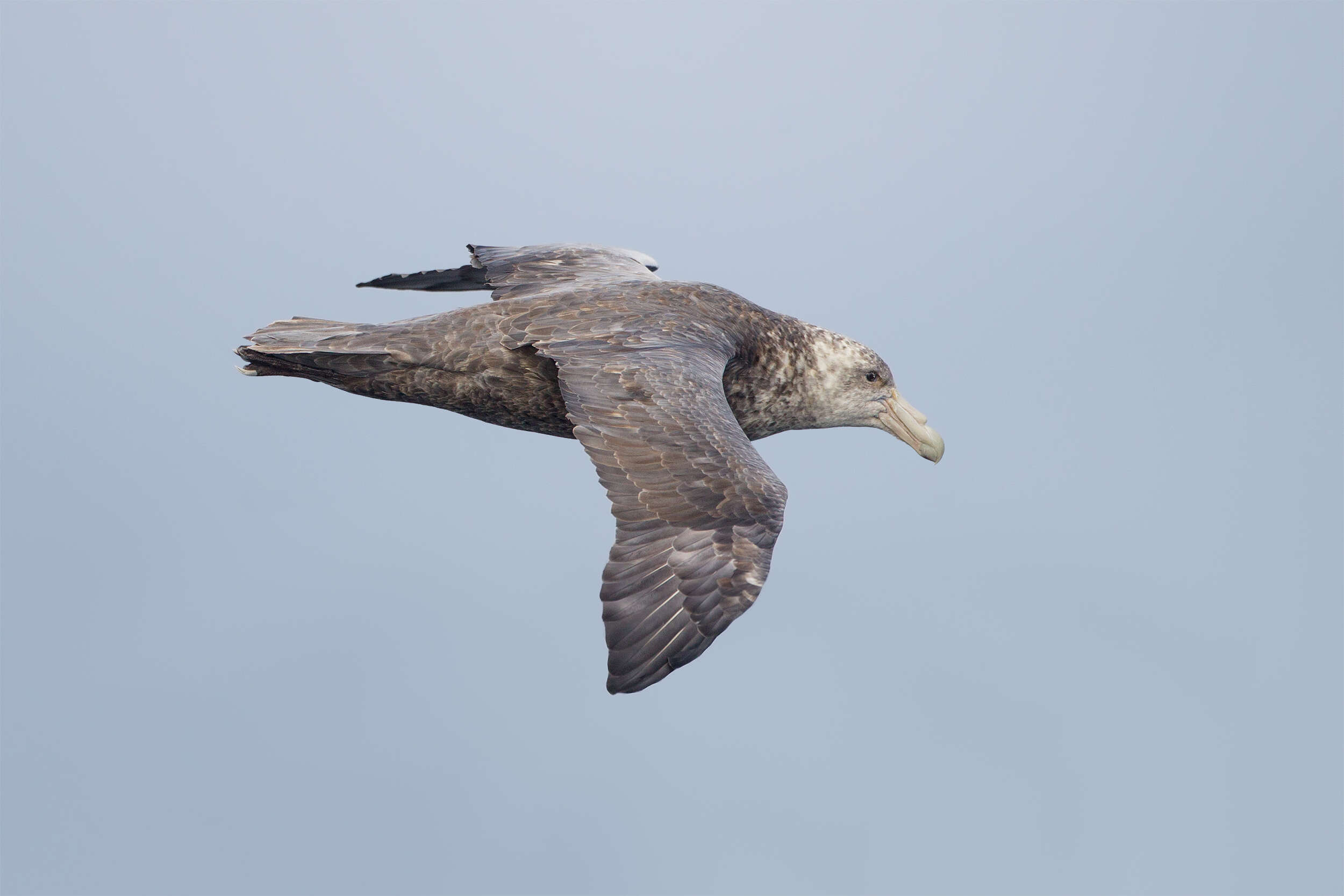 Image of Antarctic Giant-Petrel