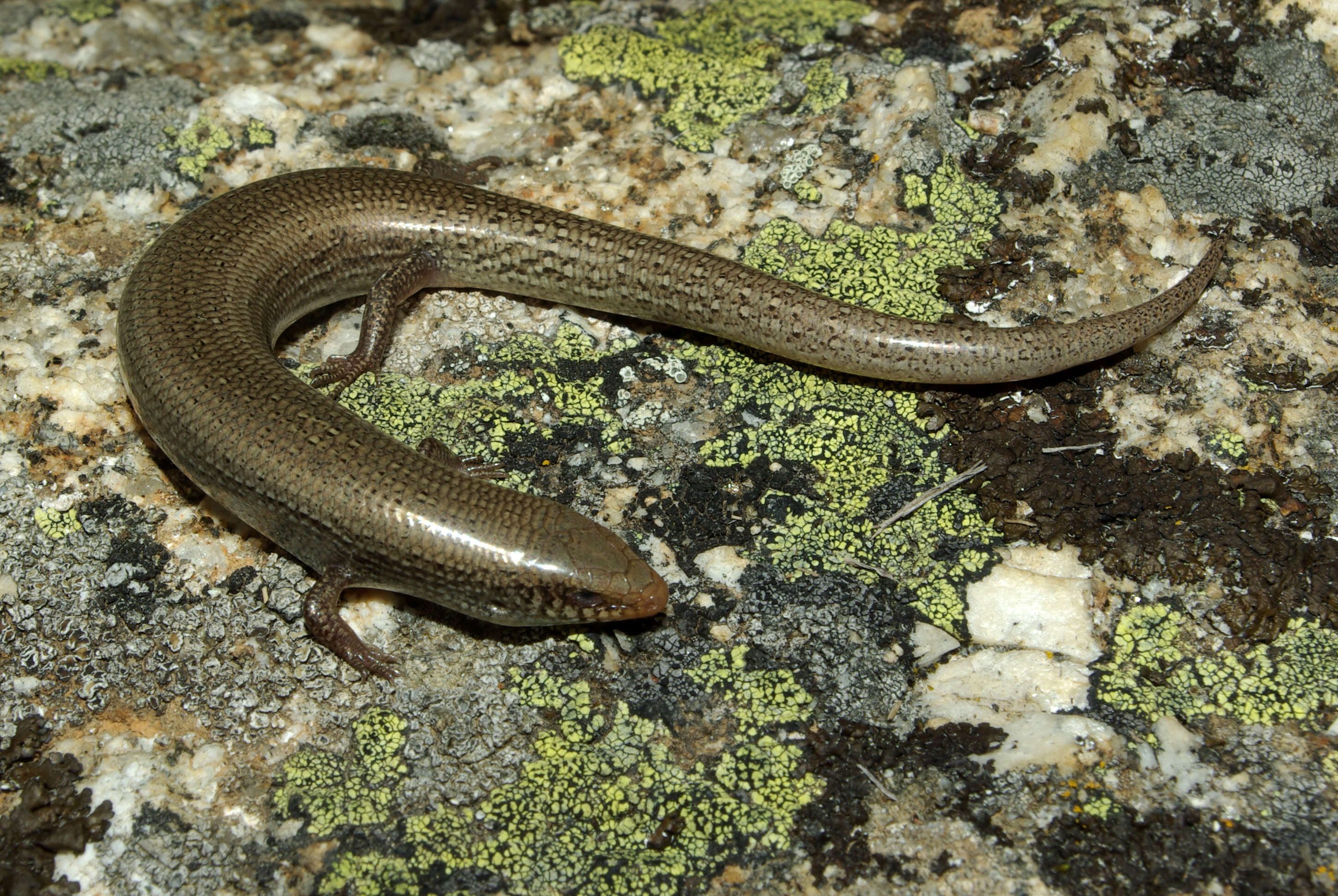 Image of Bedriaga's Skink