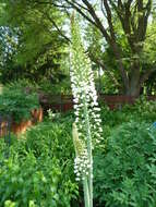 Image of Foxtail lily