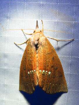 Image of Large Necklace Moth