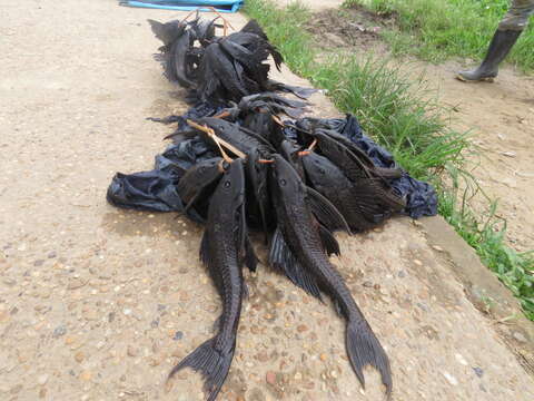 Image of Amazon sailfin catfish