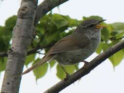 Image of Japanese Bush Warbler