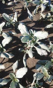 Image of silver bur ragweed