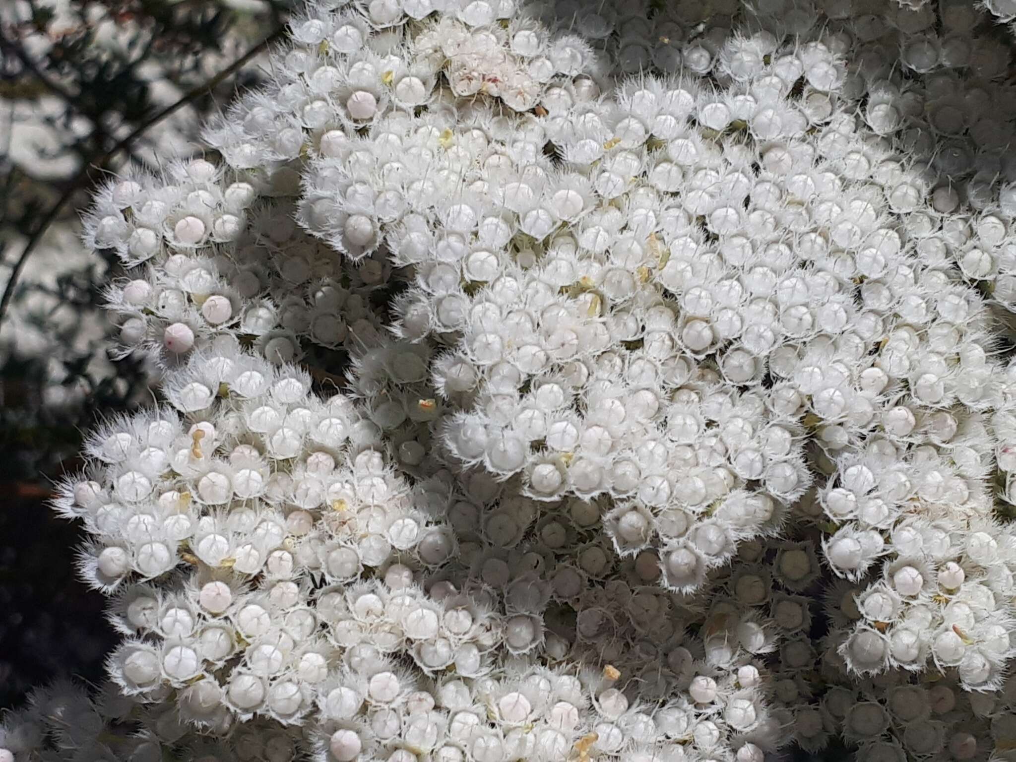 Verticordia polytricha Benth. resmi