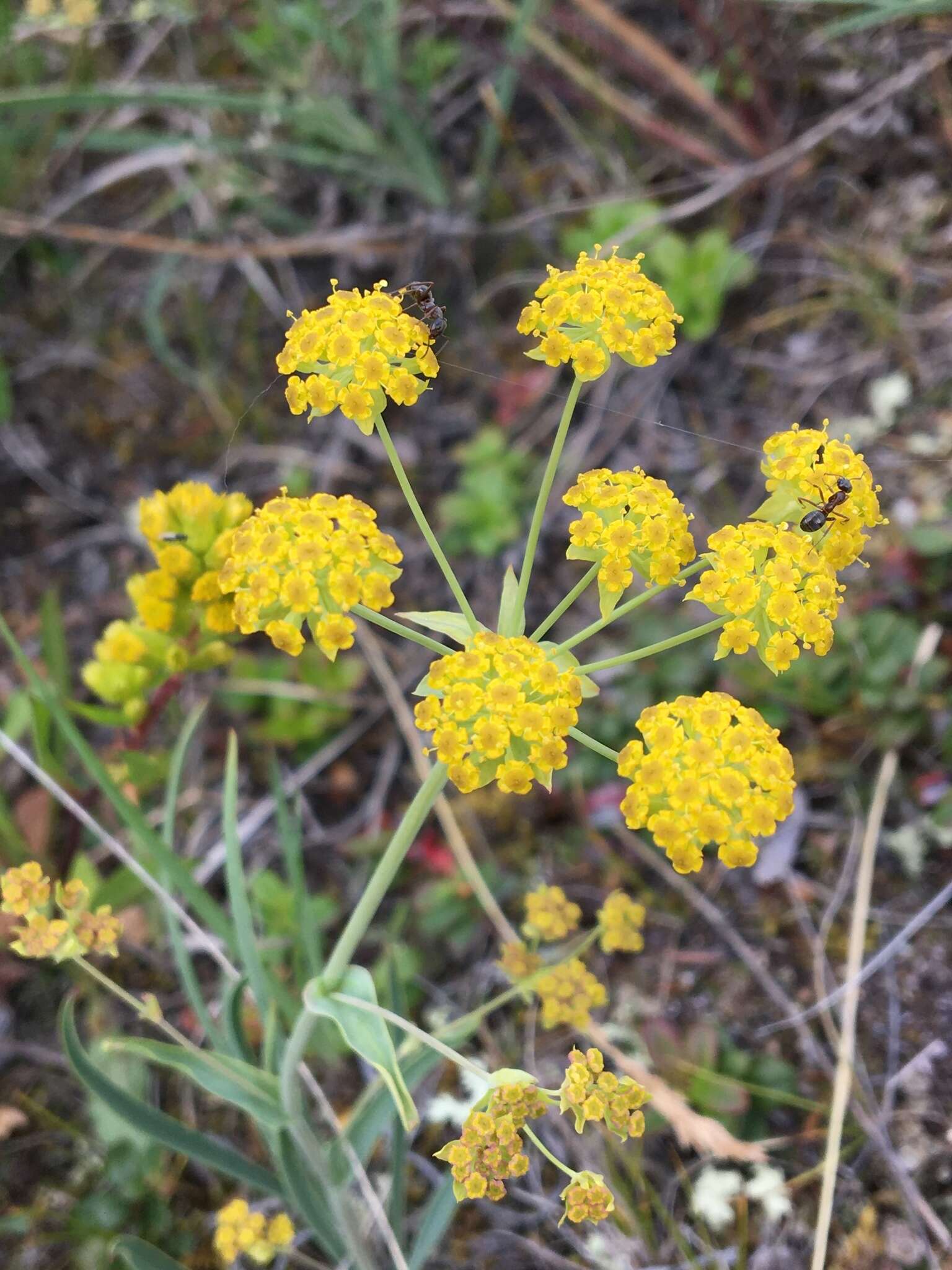 Bupleurum americanum Coult. & Rose resmi